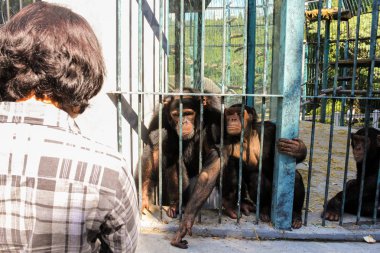 Bir kafeste maymunlar ile kız.
