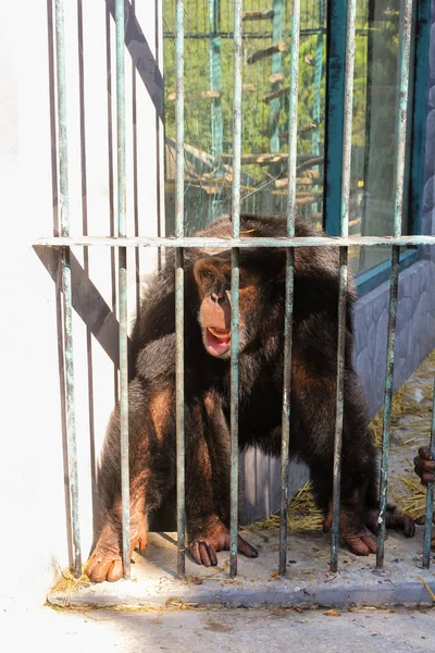 Chimpancés tras las rejas . — Foto de Stock