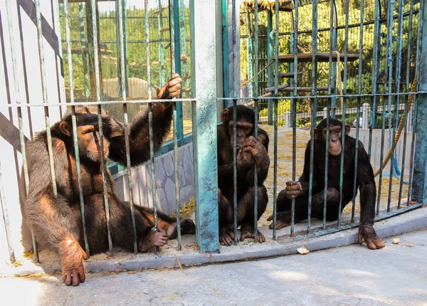Familia de monos tras las rejas . — Foto de Stock