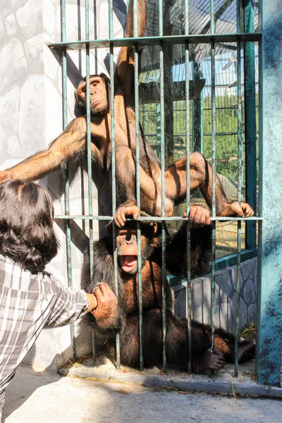 Affen im Käfig halten die Hand eines Mädchens. — Stockfoto