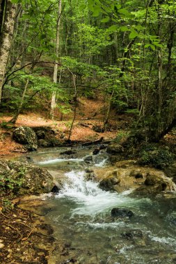 Orman nehir dönüş.