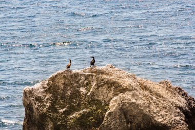 bir kayaya karabatak.