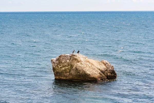 Pássaros em uma pedra no mar . — Fotografia de Stock