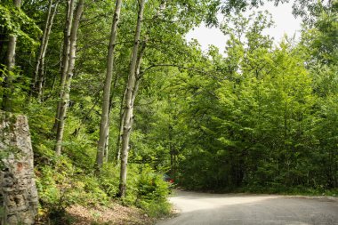 Ormanın içinde keskin bir dönüş.
