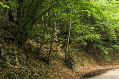 Ağaçlar karayolu ile.