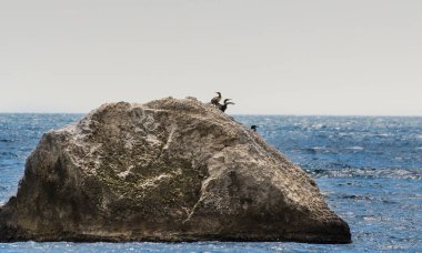 Karabatak denizin içinde bir kaya üzerinde bir çift.