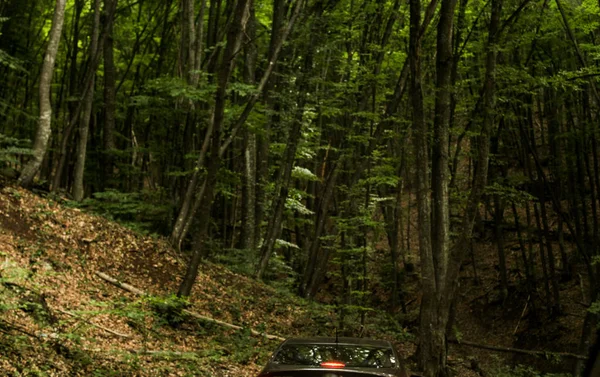 Bosque alto por el camino . — Foto de Stock