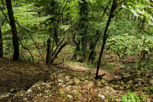 Ormanda güneş lekeleri.