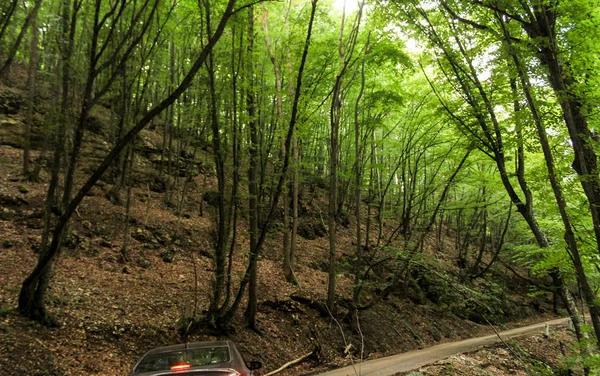 A ascensão da estrada na floresta . — Fotografia de Stock