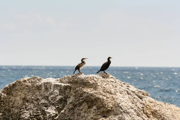 Um par de corvos-marinhos numa rocha . — Fotografia de Stock