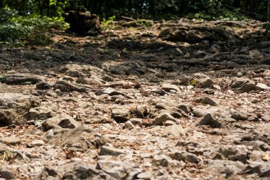 Taşlı orman glade.