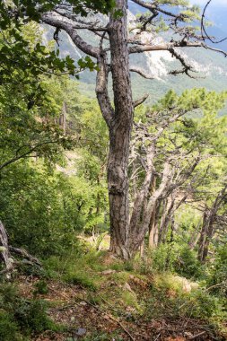Orman dağ manzarası.