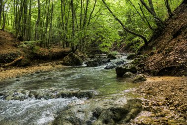 Kayalar orman nehir.