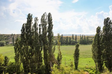 Ağaçların arasındaki alan.