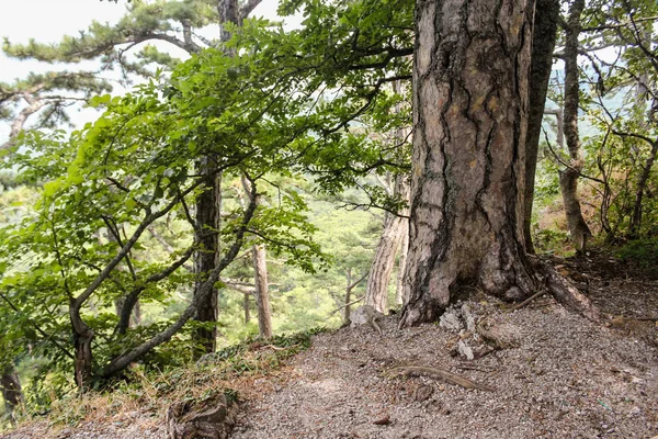 Falaise escarpée dans la forêt . — Photo
