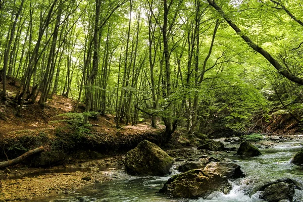 Forest by the river. — Stock Photo, Image