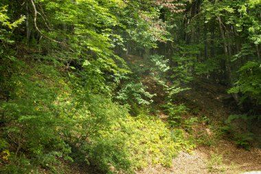 Dik bir yamaçta orman.