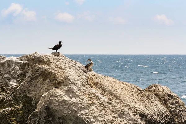 Um par de corvos-marinhos numa rocha . — Fotografia de Stock