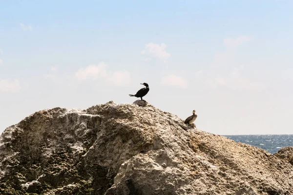 Un par de cormoranes en una roca . — Foto de Stock