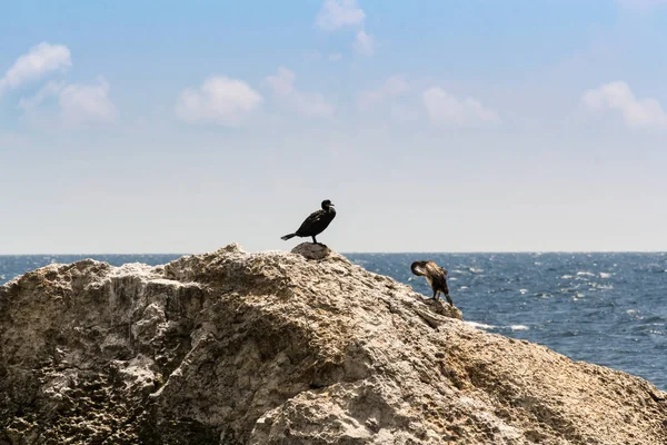 Um par de corvos-marinhos numa rocha . — Fotografia de Stock