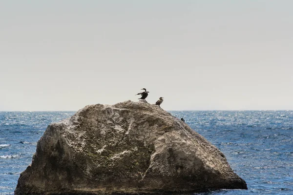 Um par de corvos-marinhos numa rocha no mar . — Fotografia de Stock