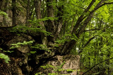 Kayalıklardaki ağaçlar.