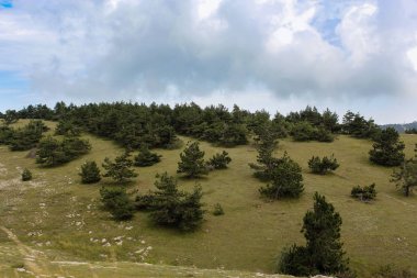 Dağ pines tepe üzerinde.