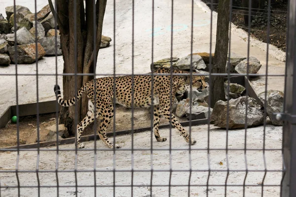 Jaguar tras las rejas . — Foto de Stock