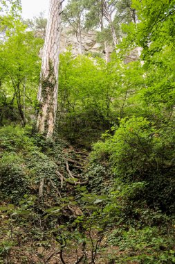 Rock ormanın ötesinde.