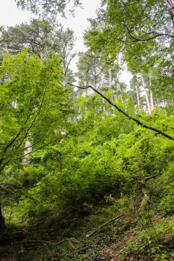 Çalılıkları vahşi orman.