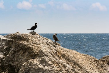 Karabatak bir kayanın üzerinde bir çift.