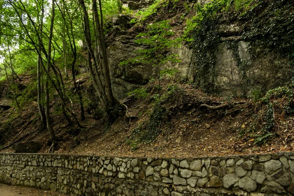 Steep forest slope. — Stock Photo, Image