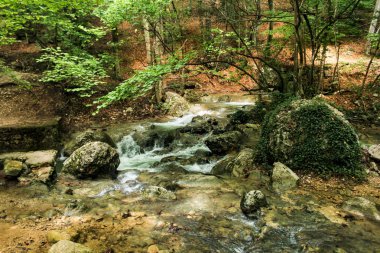 Art arda sıralı orman akarsu.