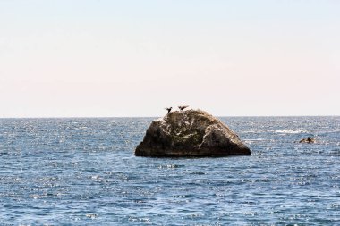 Bir çift deniz taş karabatak.