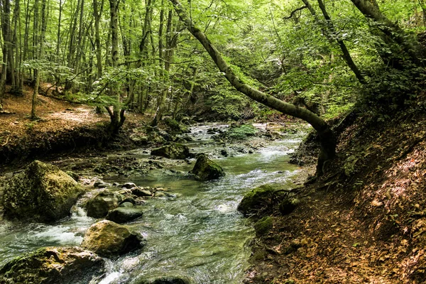 The banks along the forest river. — Stock Photo, Image