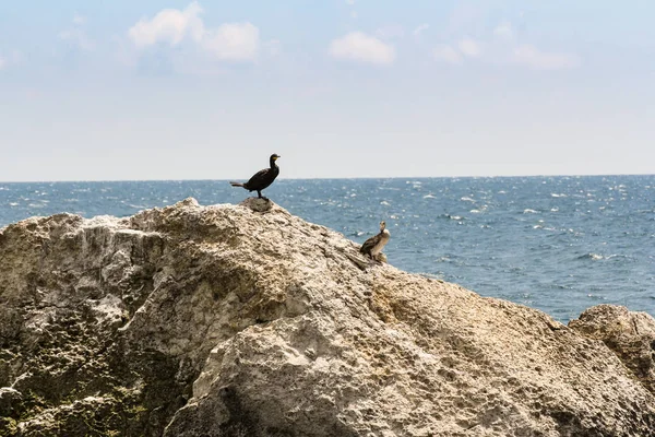 Um par de corvos-marinhos numa rocha . — Fotografia de Stock