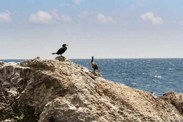 Um par de corvos-marinhos numa rocha . — Fotografia de Stock