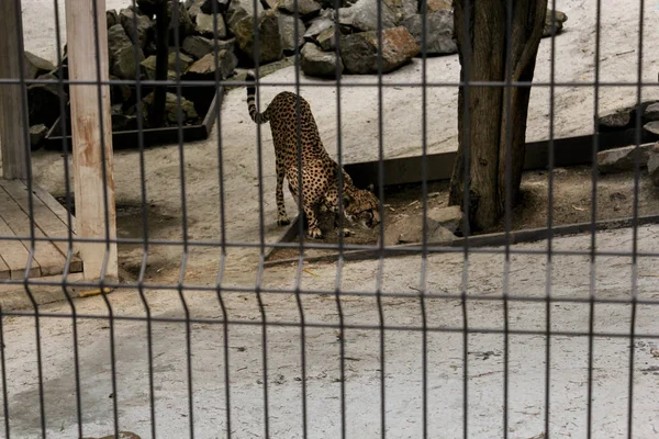 Jaguar tras las rejas . — Foto de Stock