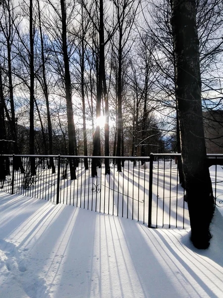 Faible soleil dans le parc d'hiver . — Photo