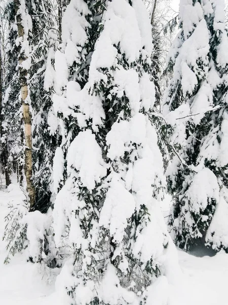 Снежная зима в лесу. — стоковое фото