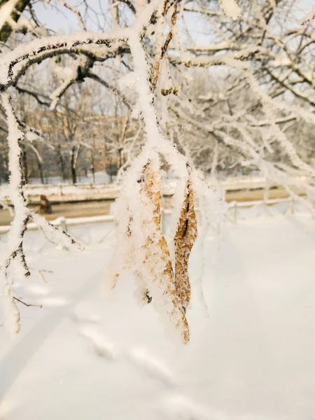 Семена Линдена в кристаллах мороза . — стоковое фото