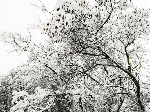 Деревья, покрытые снегом. — стоковое фото