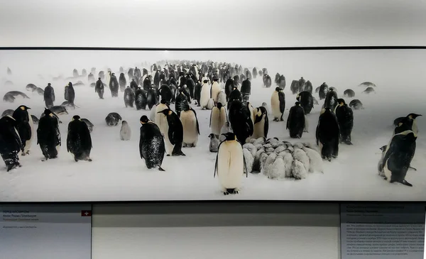 Foto de una colonia de pingüinos . — Foto de Stock