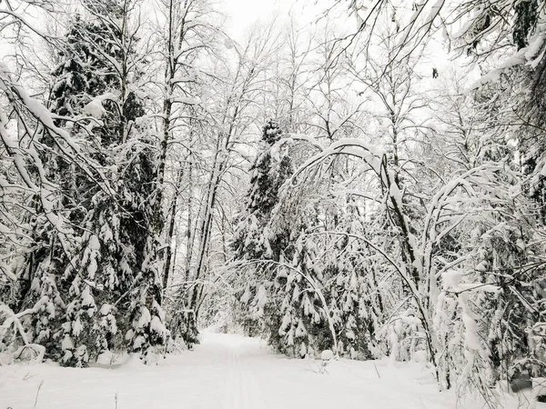 Pista da sci nel bosco . — Foto Stock