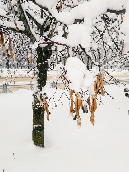 Семена под снегом . — стоковое фото