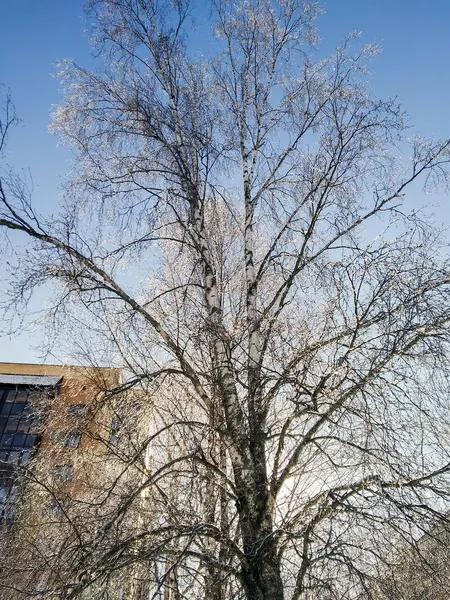 이슬에 나무의 베어 크라운. — 스톡 사진
