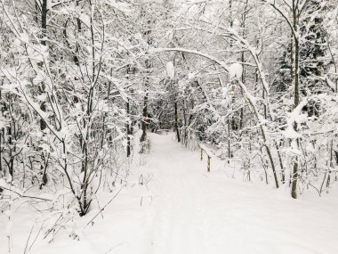 kış orman içinde Kayak parça.