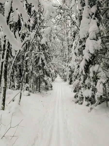 Pista da sci nel bosco . — Foto Stock