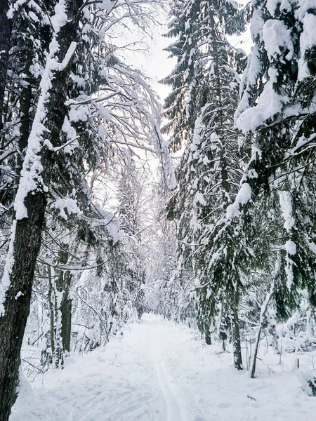 Kış peri orman. — Stok fotoğraf