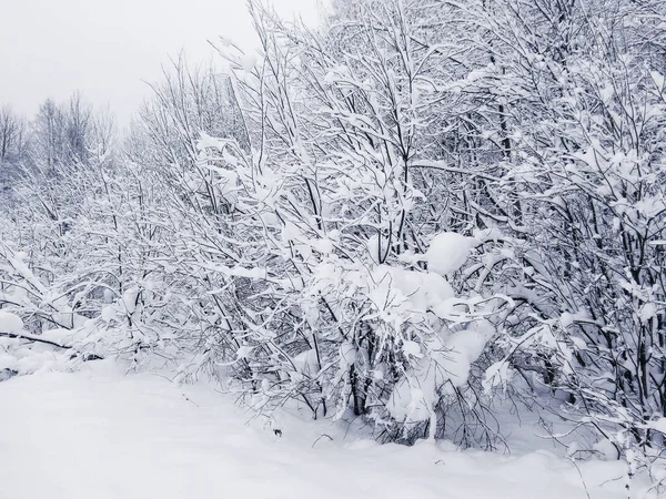 Neve sugli alberi . — Foto Stock